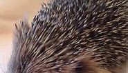 Wild hedgehog with metabolic bone disease