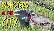MONSTER Iguana Hunting in the Middle of the CITY | Florida Iguana Hunt