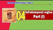 04. Infratemporal region (Part I)