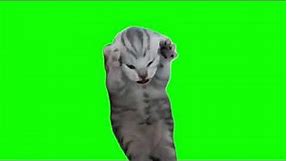 Green Screen Dramatic Kitten Meme | Screaming Cat Meme