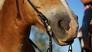- Best Horse Rider Reining Bits Explained - Stop Making Your Head Spin