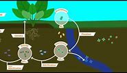 The Nitrogen Cycle - Understanding Our Soil