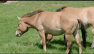 The world’s first successfully cloned Przewalski’s horse is thriving | San Diego Zoo Safari Park