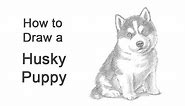 How to Draw a Puppy (Husky)