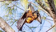 Fruit flying bats mating (The Mauritian flying fox)