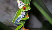 Frogs in Hats: What You Need to Know