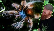 Antilles Pinktoe Tarantula Rehouse - Caribena versicolor