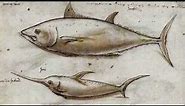 Swordfish facts: 13 facts about Swordfish