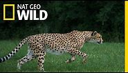 Cheetahs 101 | Nat Geo Wild