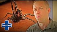 Tim Faulkner Finds Two Funnel Web Spiders In Friends House! | Bondi Vet