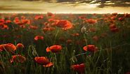 The Poppies of Flanders Fields