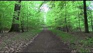 Background forest/Wald green screen