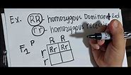 How to determine Genotypic Ratio and Phenotypic Ratio in monohybric crossing using punnett square