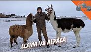 LLAMA VS. ALPACA? - Ep.72 - Llama Life