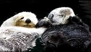 Otters holding hands - super cute