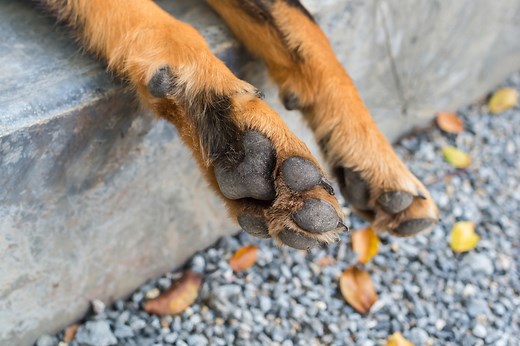 Why Do My Dog's Feet Smell Like Corn Chips?