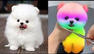 Cute Pomeranian Puppies Doing Funny Things #10 | Cute and Funny Dogs