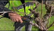 The basics of pruning a grapevine part 1: Introduction to pruning