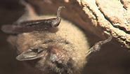 Little brown bat with white-nose syndrome