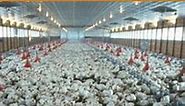 How much profit does a poultry farm make? - TimesMojo