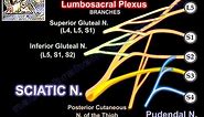 Lumbosacral Plexus - Everything You Need To Know - Dr. Nabil Ebraheim