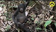 Feeding behaviors among wild bonobos!【Observations of Bonobos #124】