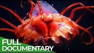 Skagerrak - Europe's Unique Marine Animal Habitat | Free Documentary Nature