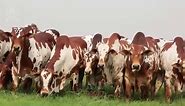 Nelore pintado, uno de los ganados más bonitos del mundo con excelentes características productivas.