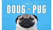 Best of Doug the Pug