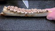 White-tailed Deer Jawbone Aging: Part 2 -- Tooth Wear