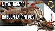 The Mega Horned Baboon Tarantula