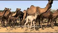 Camels depart on a desert journey - Kutch, Gujarat