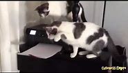 Cats vs. Printers Compilation 2014