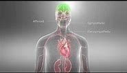 Barostim™ Baroreflex Activation Therapy Animation