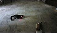 Cats Chasing Red Dots