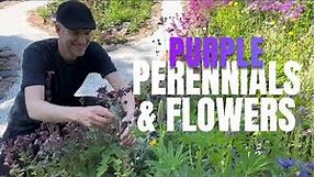 Purple Flowers: 17 Perennials & Flowers for Gardens of All Sizes | Perennial Garden