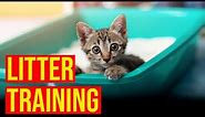 How To Train kittens To Use The Litter Box/All Cats