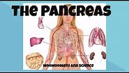Pancreas function and location