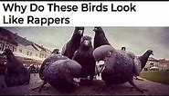 Hilarious Bird Memes