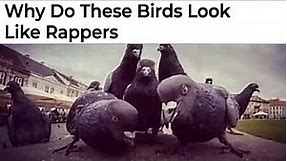 Hilarious Bird Memes