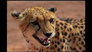 Cheetah Sound Effect