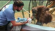 The Orangutan wanted to see the baby ❤️ Funniest Monkey Videos