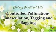 || To Study Controlled Pollination– Emasculation, Tagging and Bagging || Class 12 ||