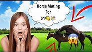 📹 Horse Mating Donkey - Donkeys Breeding - Animals Mating Compilation →
