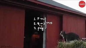 Math calculation of a cat to jump but failed 😂😂