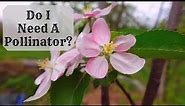 Before You Buy Fruit Trees Know THIS One Thing | Pollination For Apple Trees