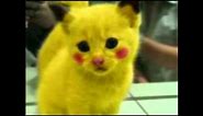 Pikachu Cat