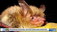 Preserving Michigan: The Northern Long-Eared Bat