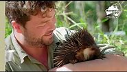 A Rescued Baby Echidna gets Released | Wildlife Warrior Missions