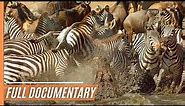Amazing nature - Run to survive | Full Documentary